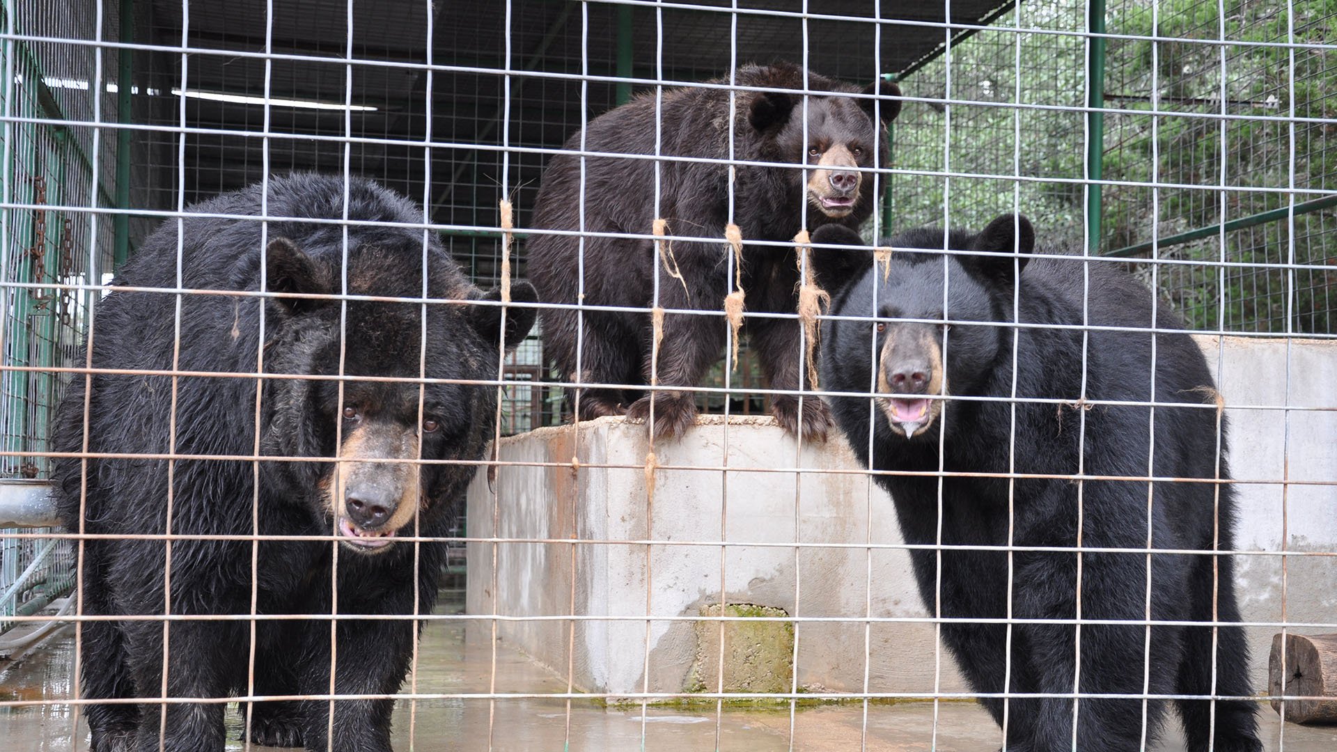Bear Rescue