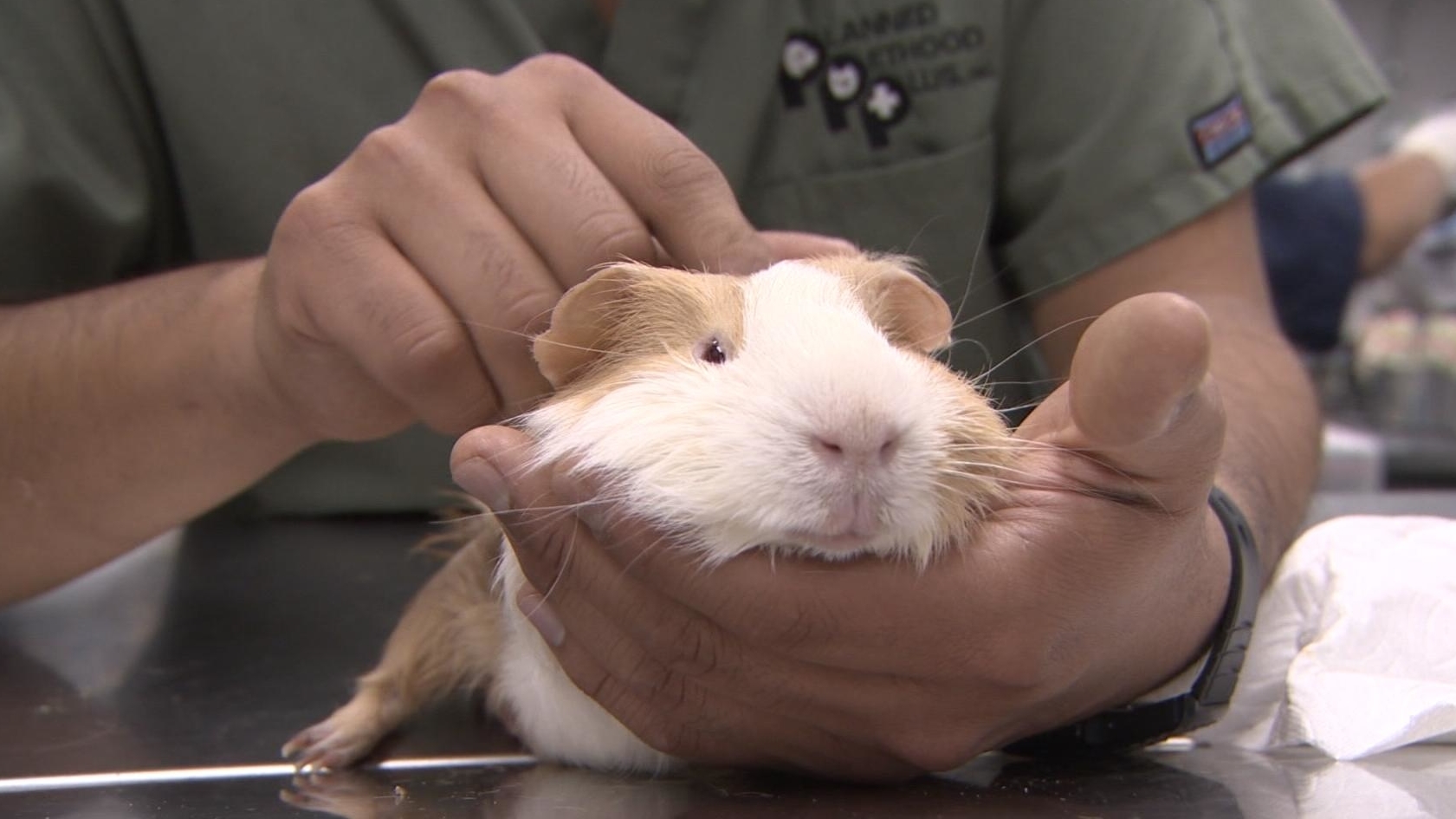 Dr. Jeff: Rocky Mountain Vet Lily’s Puppy Mill Rescue