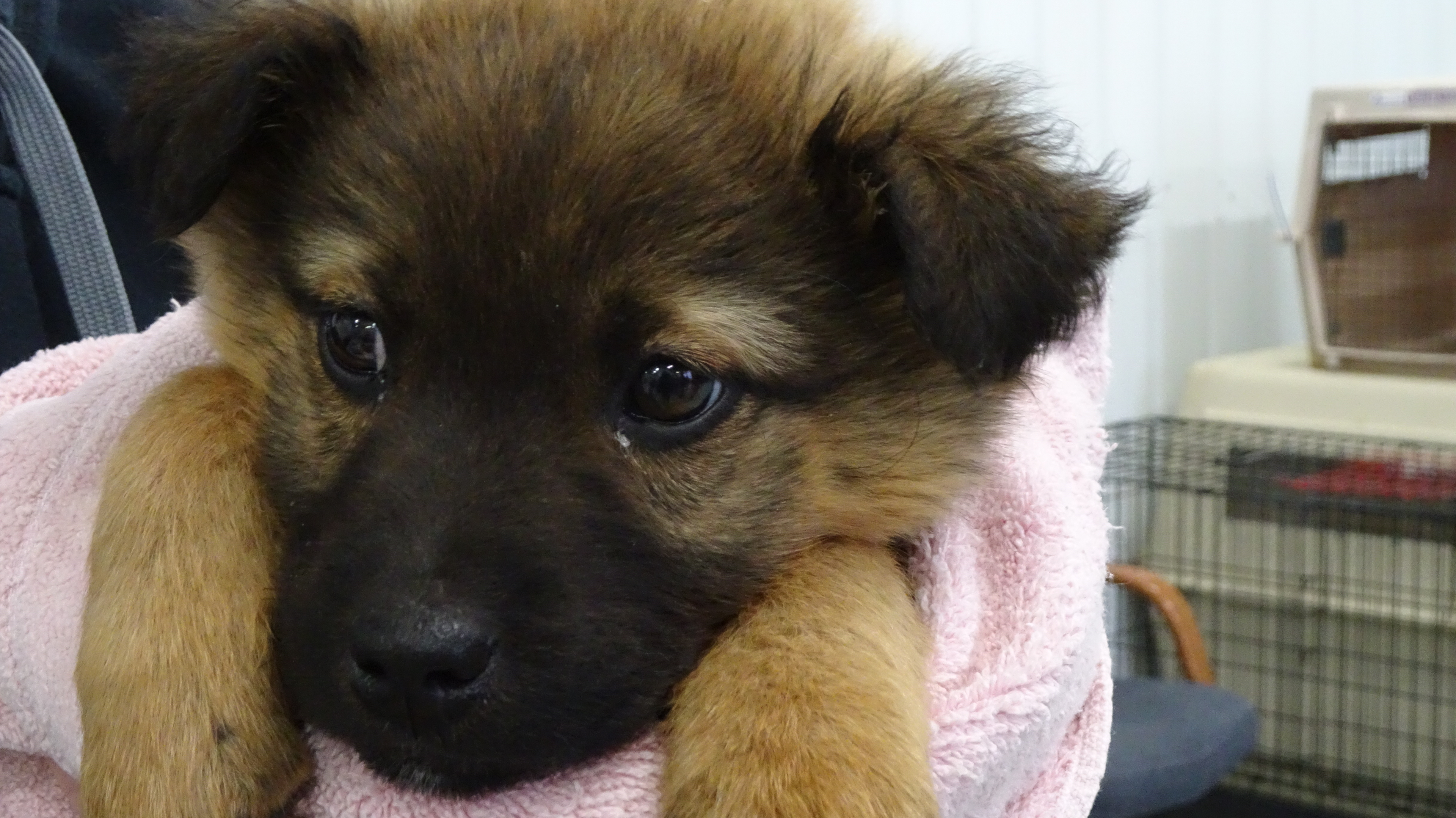 The Dog Who Won Jeff’s Heart