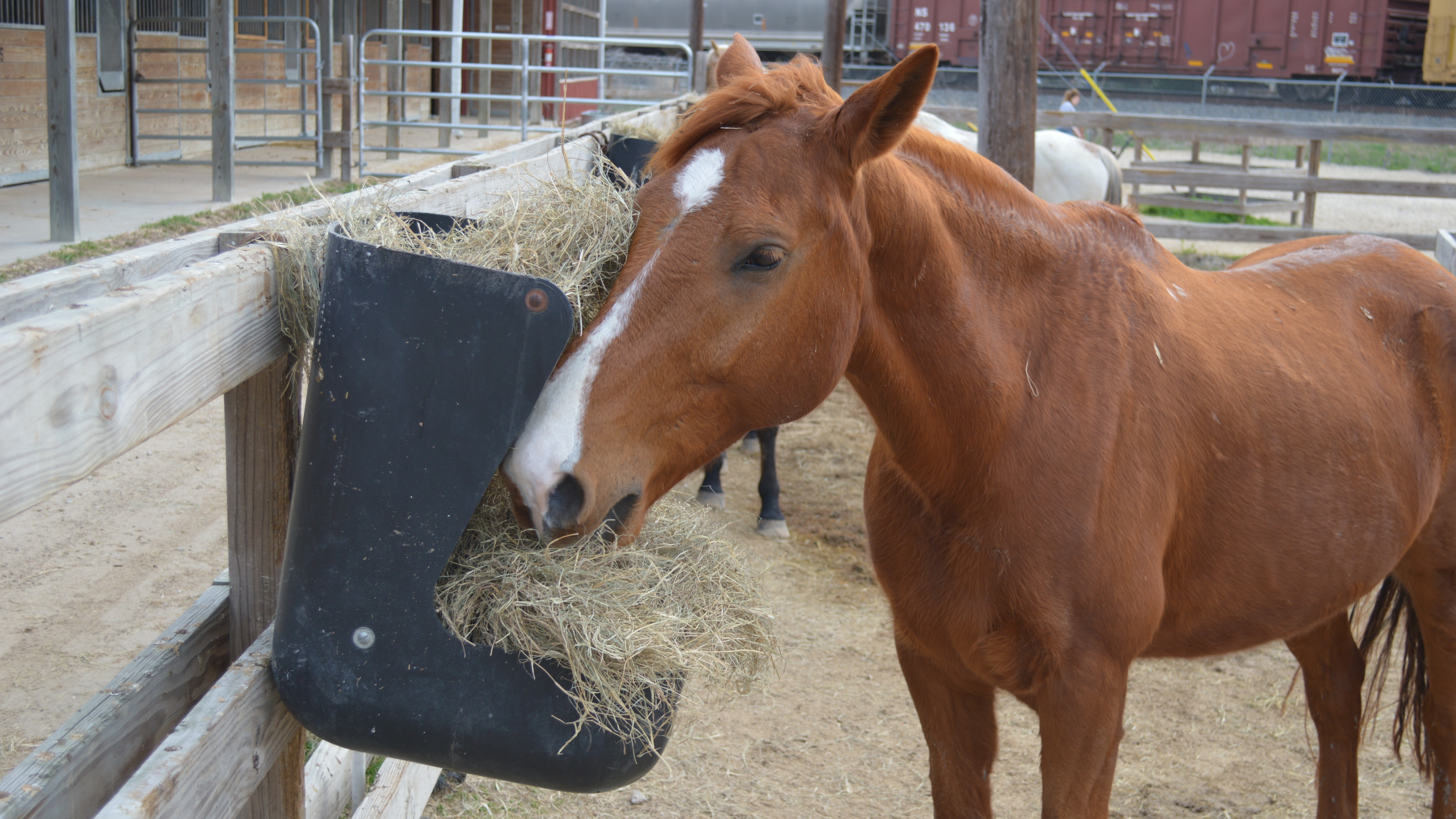 Truck Dragged Pony