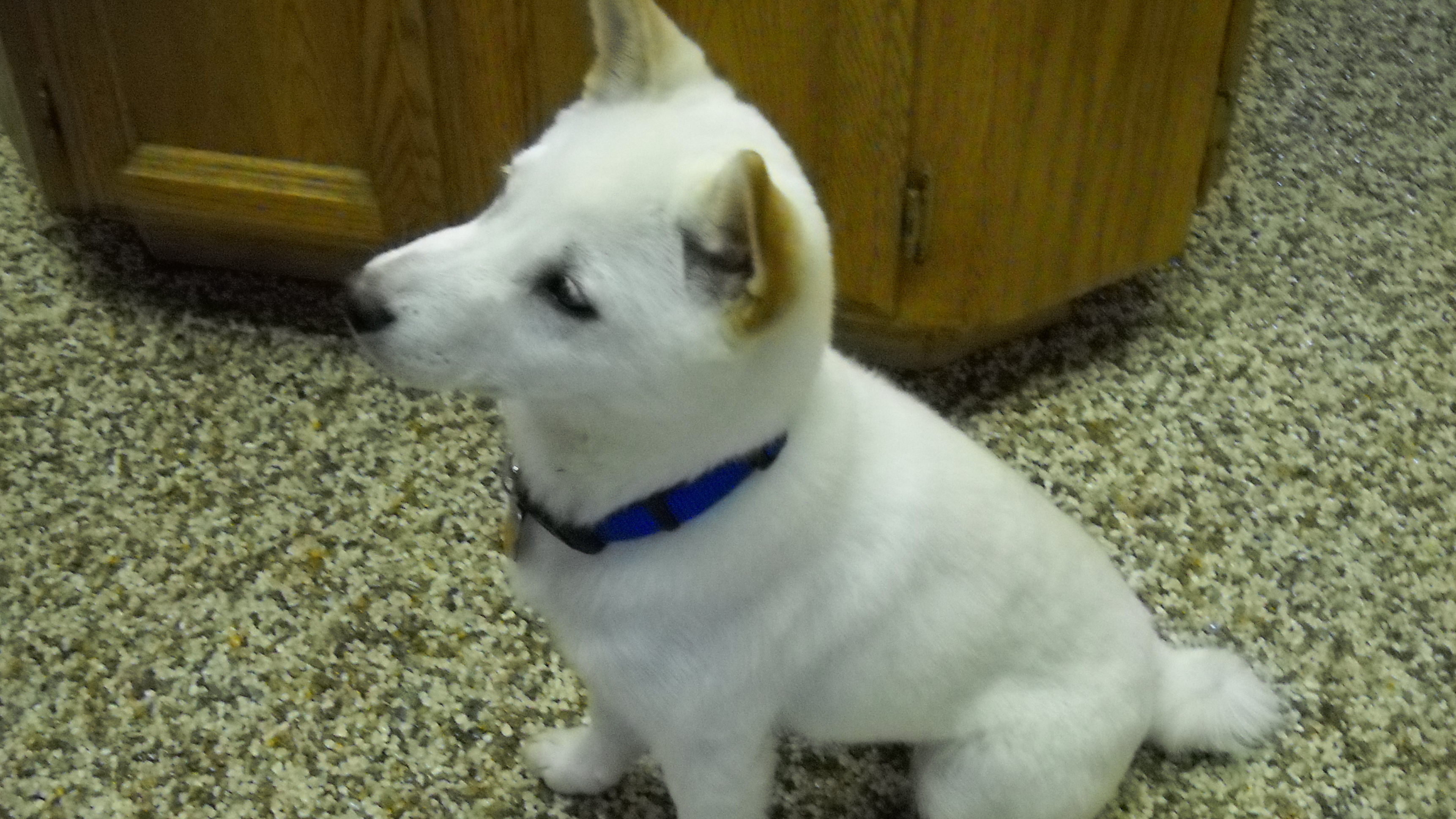 Bull Terrier, Saluki & Welsh Corgi