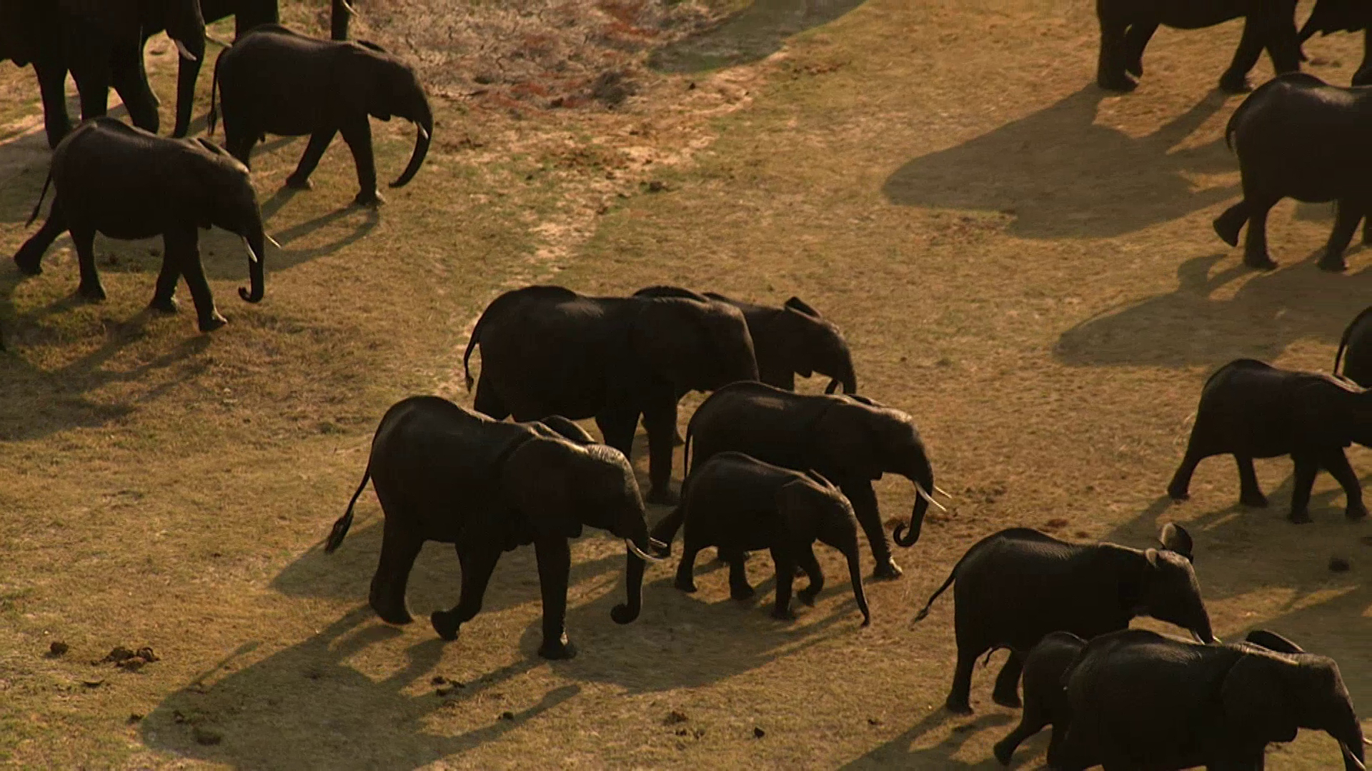 Cuddly Rhinos And Bizarre Noses