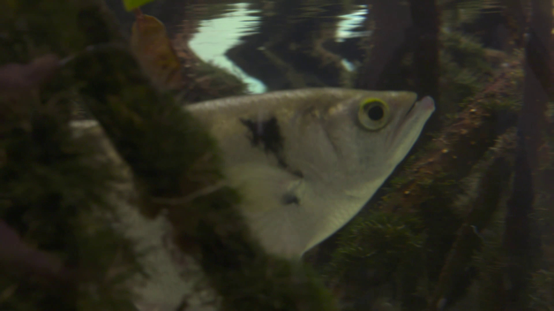 Fast Biters And Fish Snipers