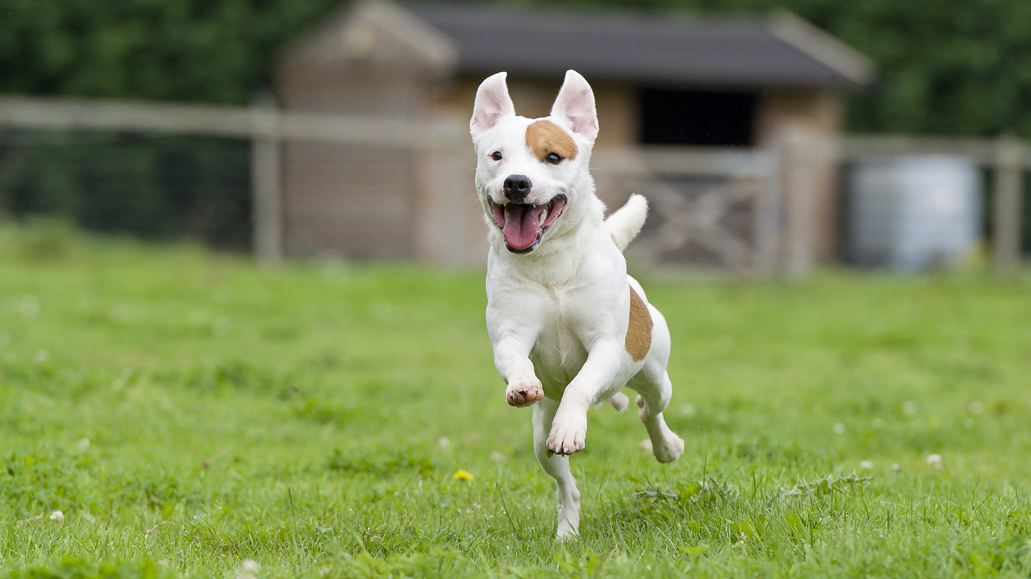 Time-Telling Dogs And Kangaroo Hops