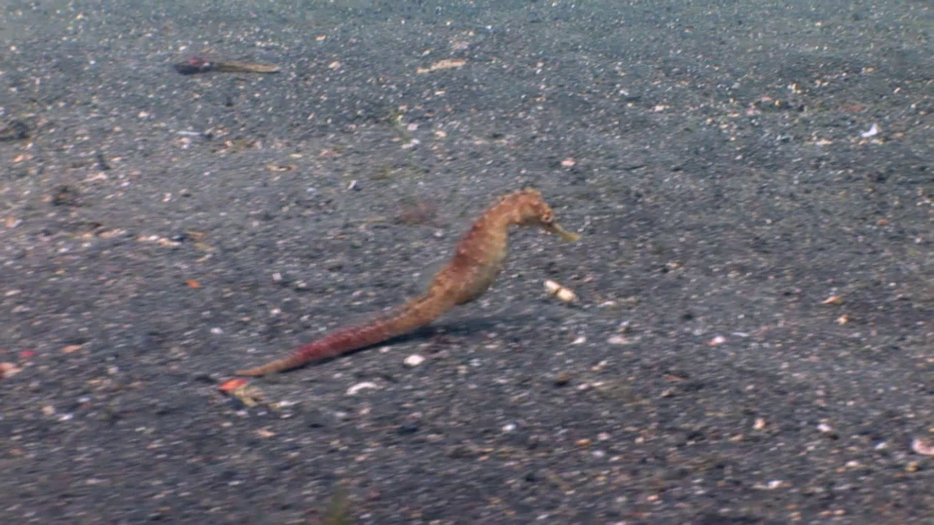 Burly Seahorses And Early Birds