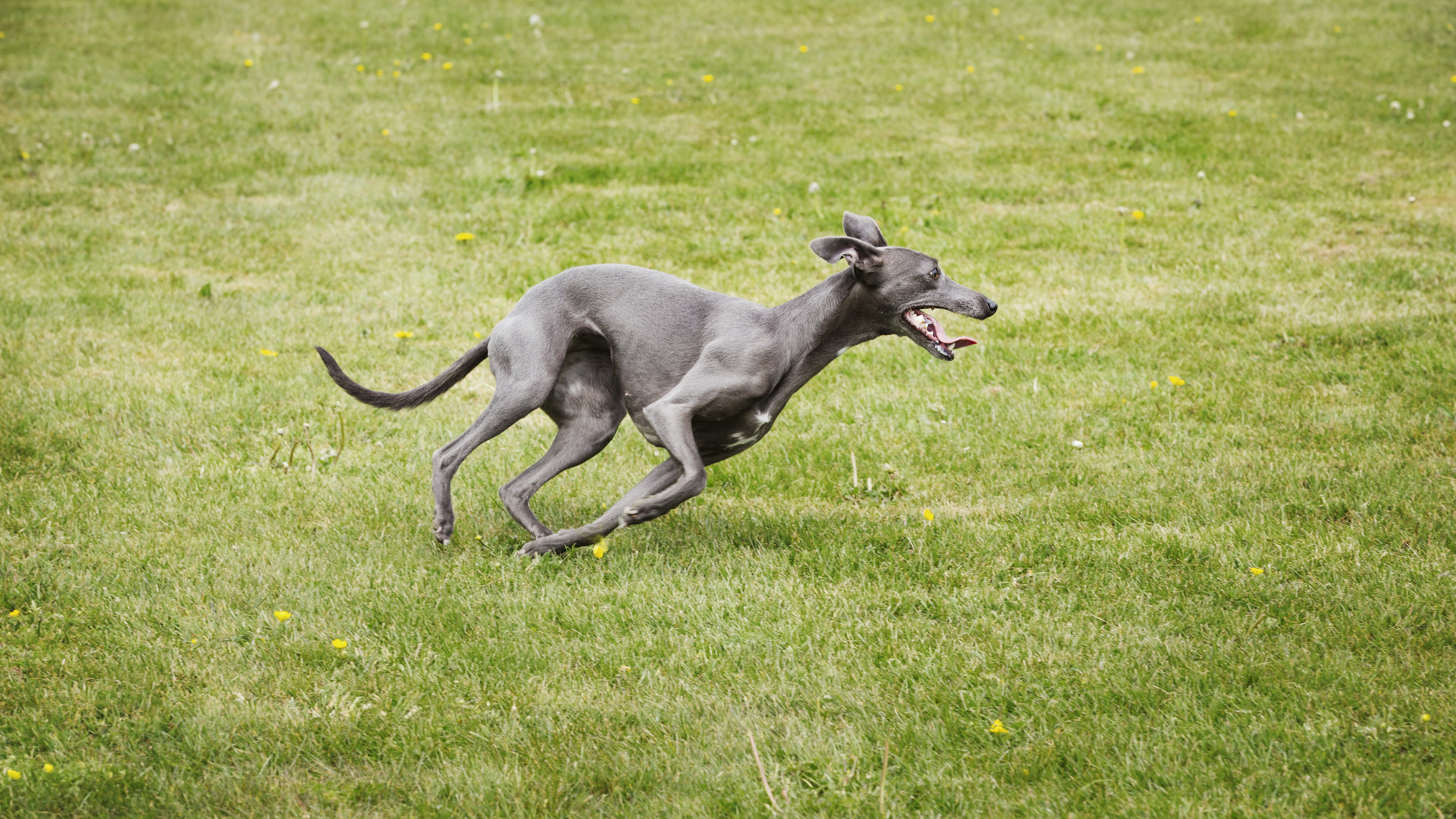 Shiba Inu, Boykin Spaniel & Greyhound