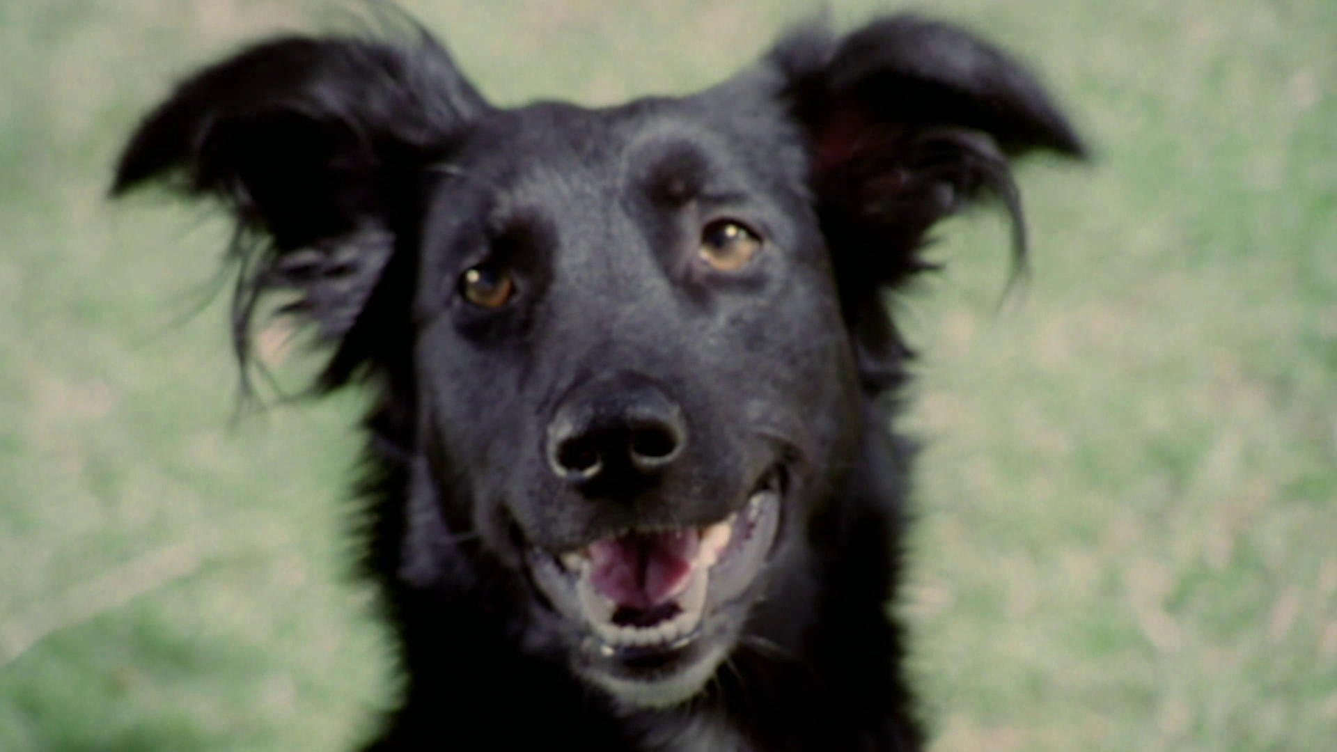 Barking Dogs And Sloth Buffets