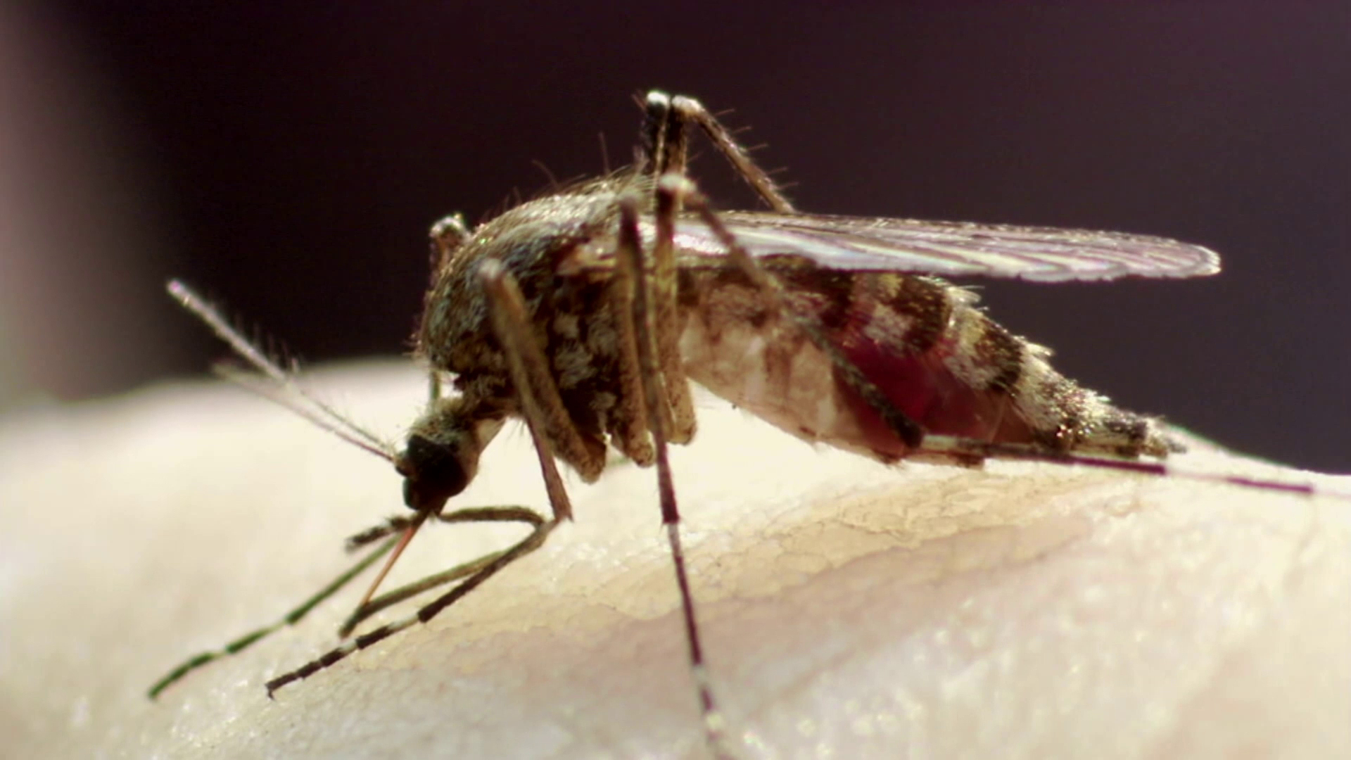 Hearing With No Ears