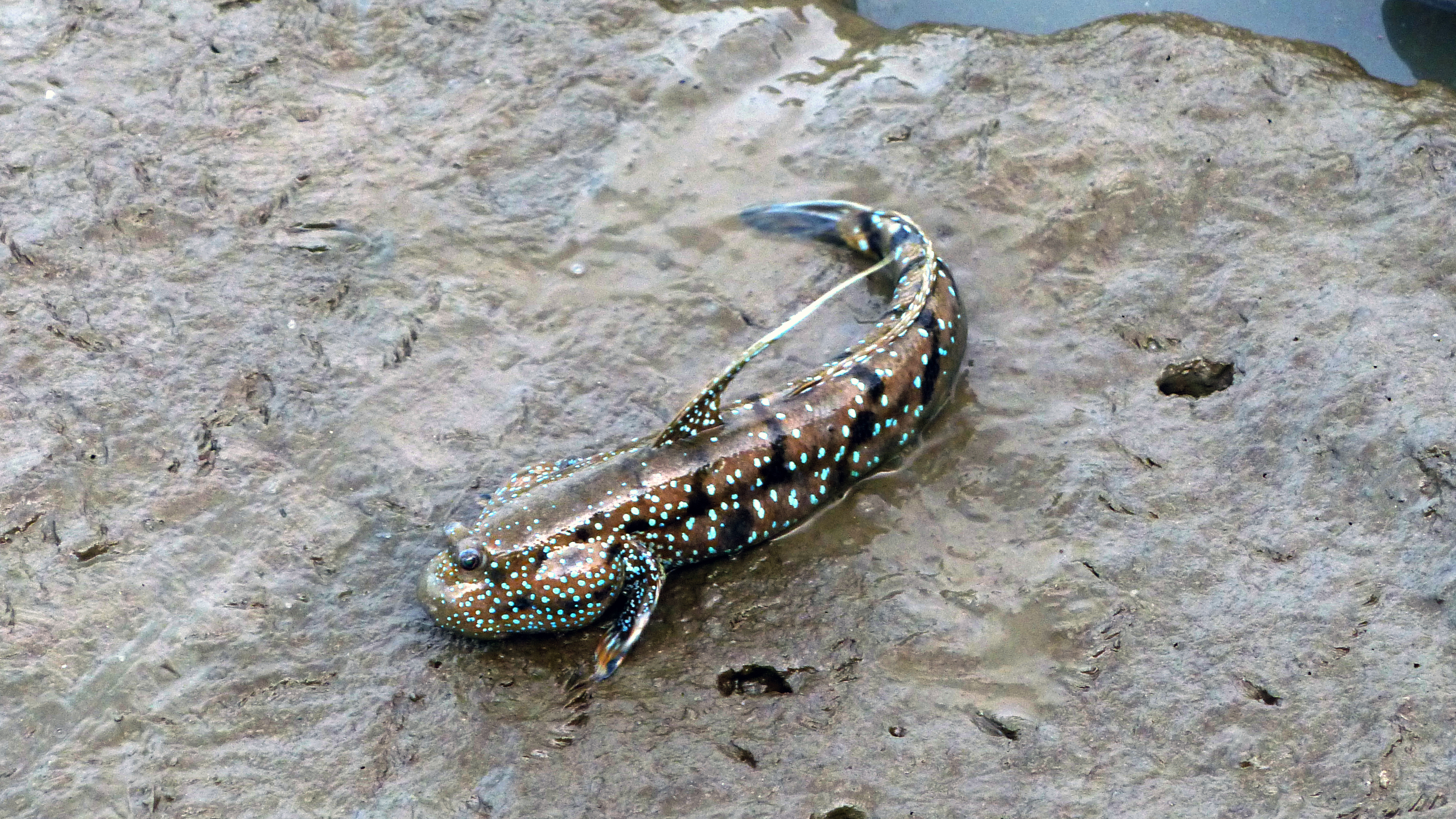 The Secret To A Long Life