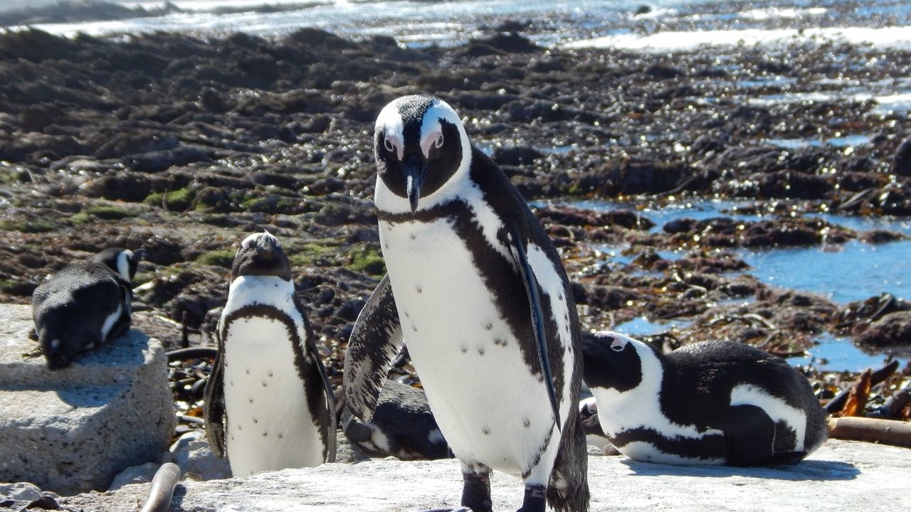 Portly Penguin